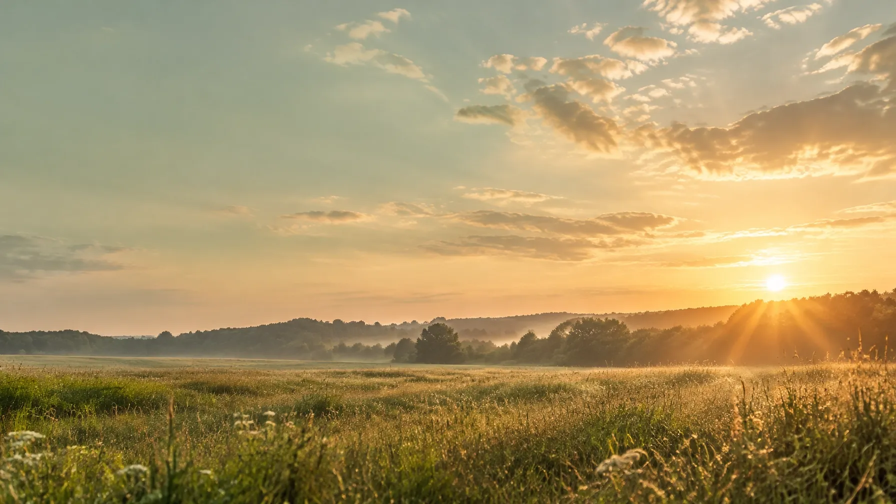 Soft morning light rising over an open field